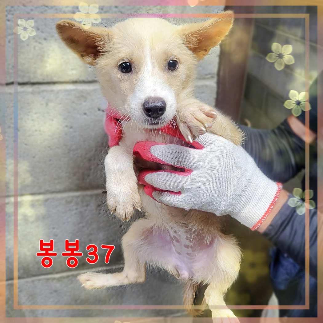군산유기동물보호센터_445467202301603